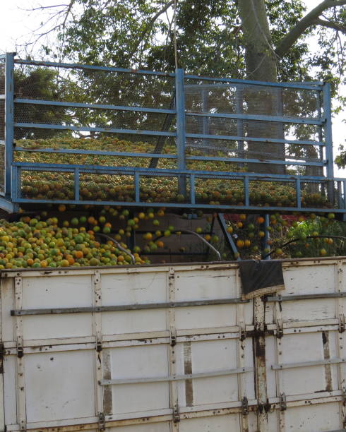 istock transport of oranges 1156524176