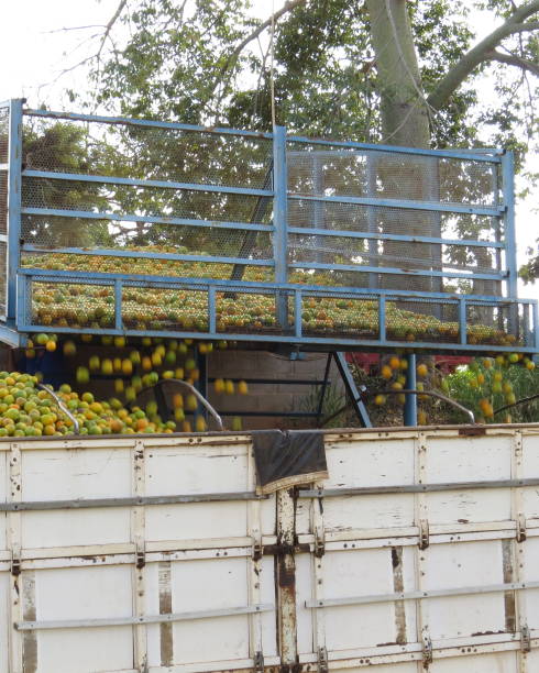 istock transport of oranges 1156524179