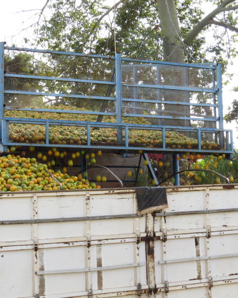 istock transport of oranges 1156524182