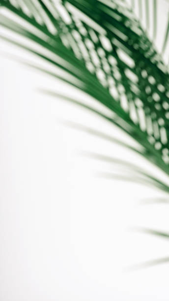 istock Green palm leaf blurred on white background. Tropical green summer background. Copy space. 1156524773