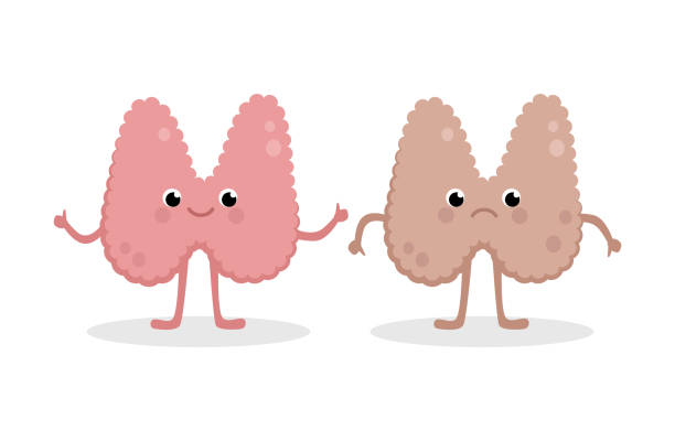 379 Cartoon Of The Endocrine System Illustrations & Clip Art - iStock 379 Cartoon Of The Endocrine System Illustrations & Clip Art - iStock