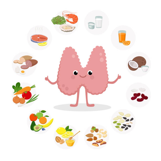 Thyroid Cartoon character vector illustration, Healthy Food for the thyroid health - set of icons in flat design isolated on white background. Medical Infographic elements Cute Thyroid Gland Cartoon character vector illustration and Healthy Food for the thyroid health - set of icons in flat design isolated on white background. Medical Infographic elements. thyroid disease stock illustrations