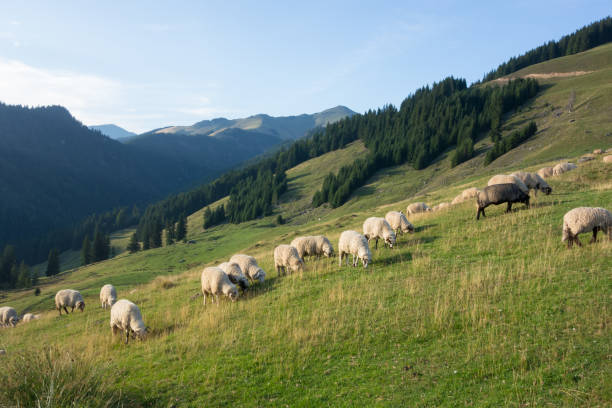 Sheep and rams graze on green grass in the mountains, leading sheep through a trail high in the mountains in Poland