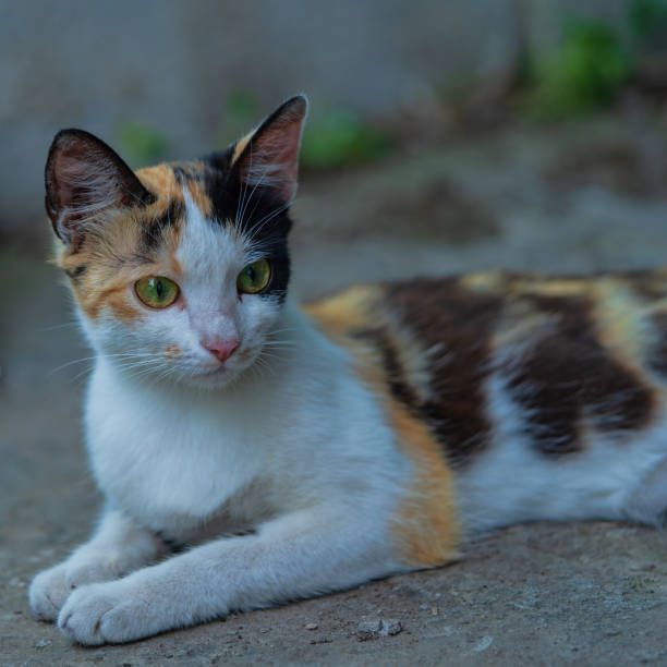 istock domestic cat lies on the ground 1156526075