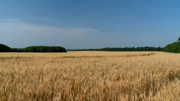 istock wheat grows in a field on a farm 1156526128