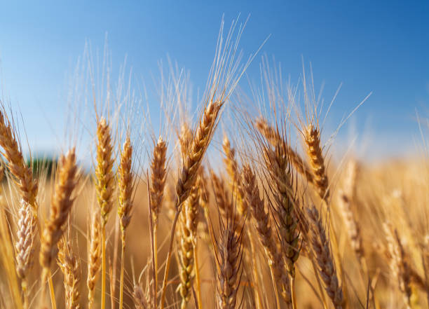 istock wheat grows in a field on a farm 1156526267