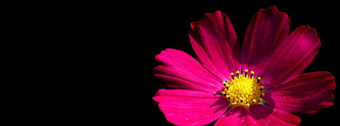 A DSLR close-up photo of a beautiful Cosmos flower on a black background.