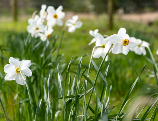 istock White Narcissus with orange centres 1156527566