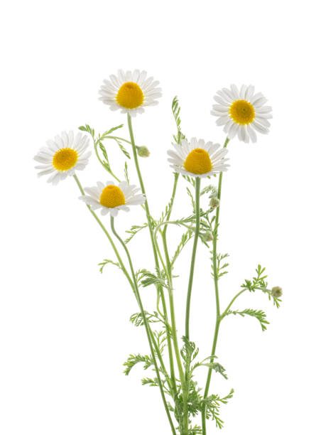 istock Chamomiles isolated on white background without shadow with clip 1156527761