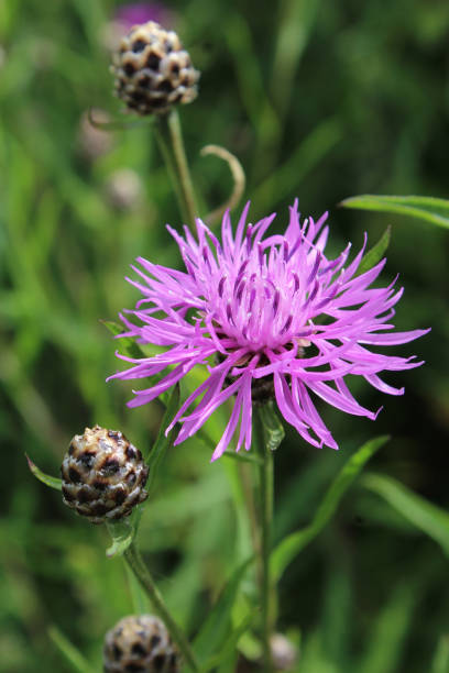 istock Pink flower and buds of Centaurea jacea 1156527793