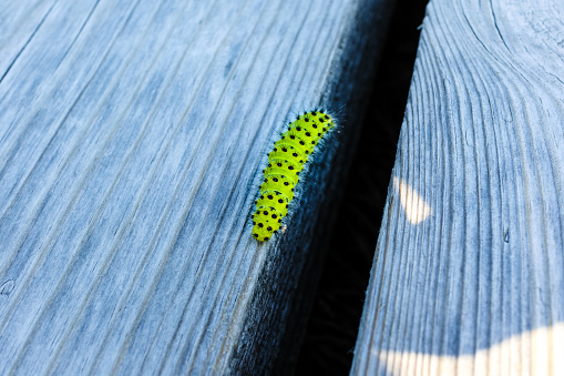 A caterpillar on a  wooden plank in Kemeru National Park, Latvia.