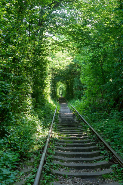 istock Railway between the trees that create a tunnel of green leaves. 1156528427