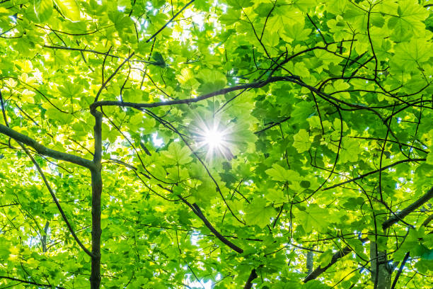 istock Refraction of sunlight in the trees, natural scene. 1156528617