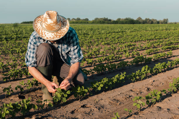 istock Farmer working on soybean plantation 1156528888