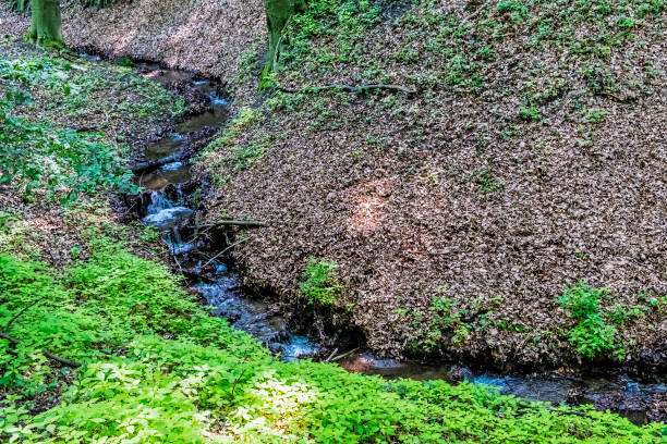 istock Mountain stream in deciduous forest, Little Carpathians, Slovakia 1156529020