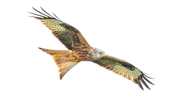 istock Red kite (Milvus milvus) bird is flying with full wingspan isolated at white background 1156529152