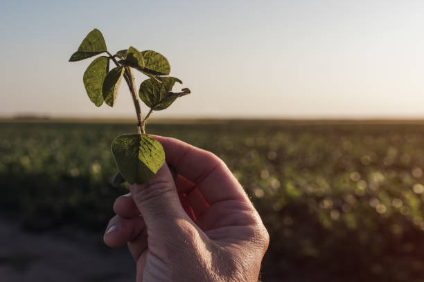 istock Farm worker controlling soybean plant growth in field 1156529183