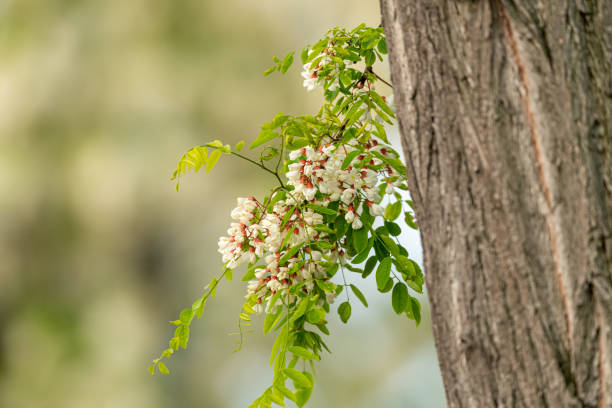 Robinia pseudoacacia ( false acacia)   : Small branche with hanging blooming white flower heads.