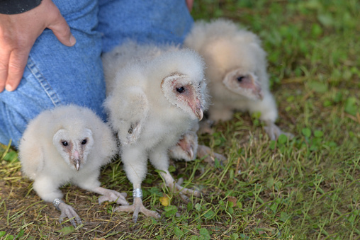 There are four nestling barn owlets, Tyto alba, lined up for their graduation from banding shots ready to be returned to Mom and Dad to finish their breeding for the year