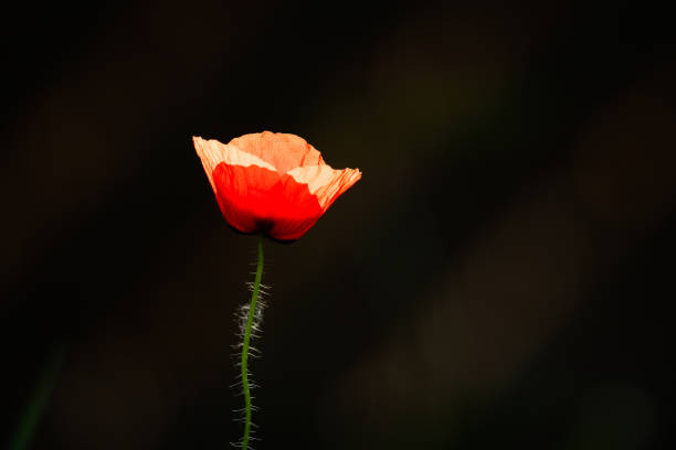 istock a red poppy blossom dark background 1156530189
