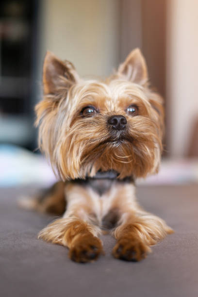 istock Yorkshire terrier dog on the bed 1156530219