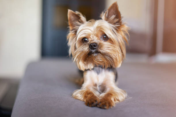 istock Yorkshire terrier dog on the bed 1156530226
