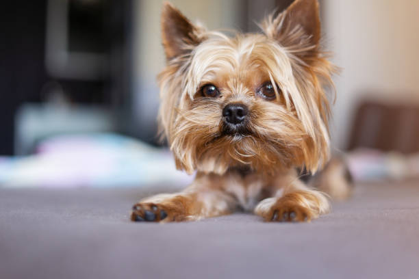 istock Yorkshire terrier dog on the bed 1156530231