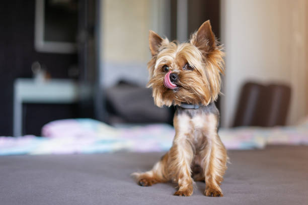 istock Yorkshire terrier dog on the bed 1156530237