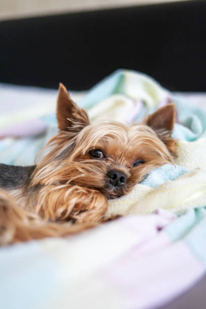 istock Yorkshire terrier dog sleeping on the bed 1156530245