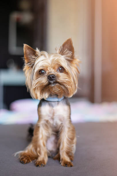 istock Yorkshire terrier dog on the bed 1156530253