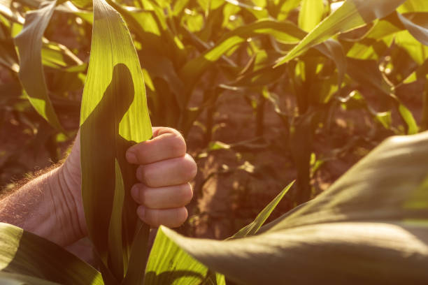 istock Satisfied farmer gesturing thumbs up 1156530258