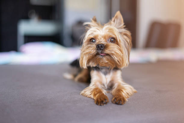 istock Yorkshire terrier dog on the bed 1156530266