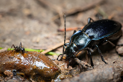 A violet ground beetle (Carabus violaceus) eating a slug
