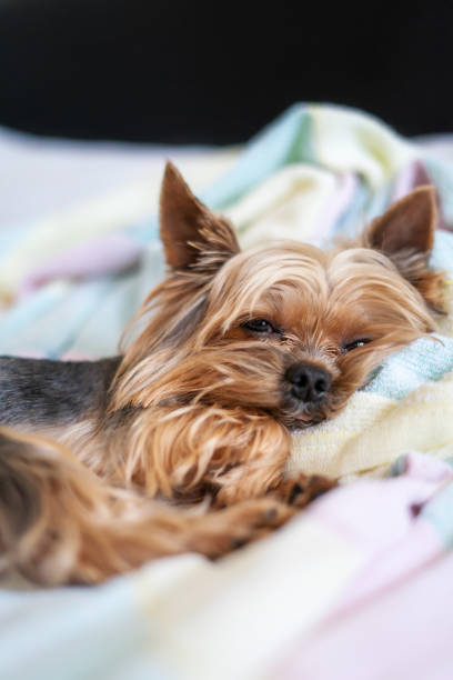 istock Yorkshire terrier dog sleeping on the bed 1156530304