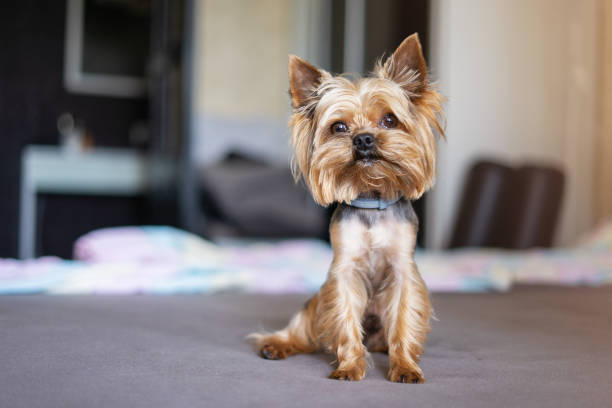 istock Yorkshire terrier dog on the bed 1156530339