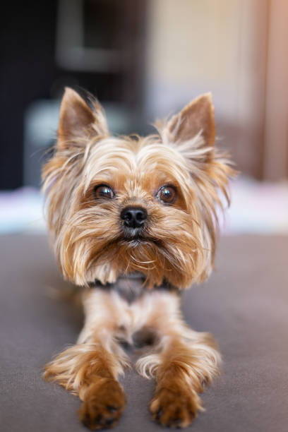istock Yorkshire terrier dog on the bed 1156530424