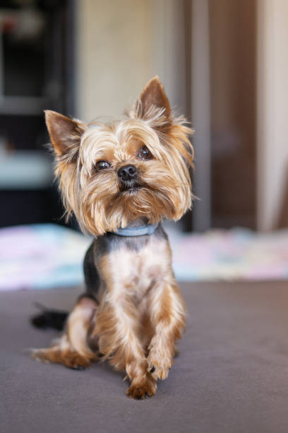 istock Yorkshire terrier dog on the bed 1156530433