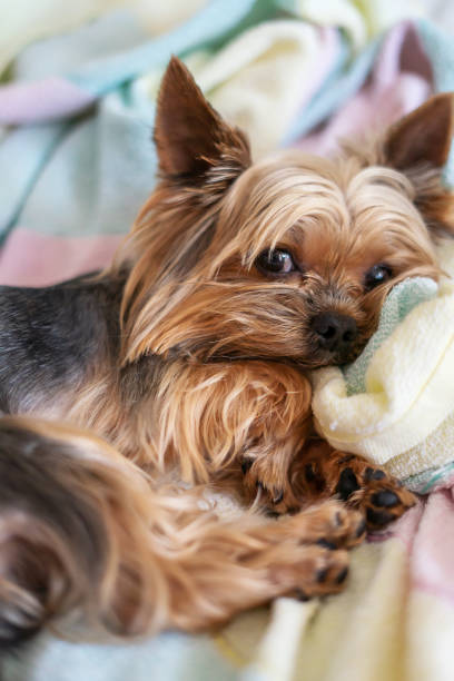 istock Yorkshire terrier dog sleeping on the bed 1156530451