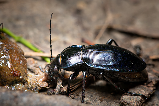 A violet ground beetle eating a slug