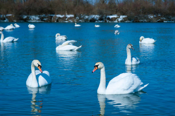 istock Group of beautiful white swans in the blue water. 1156531037