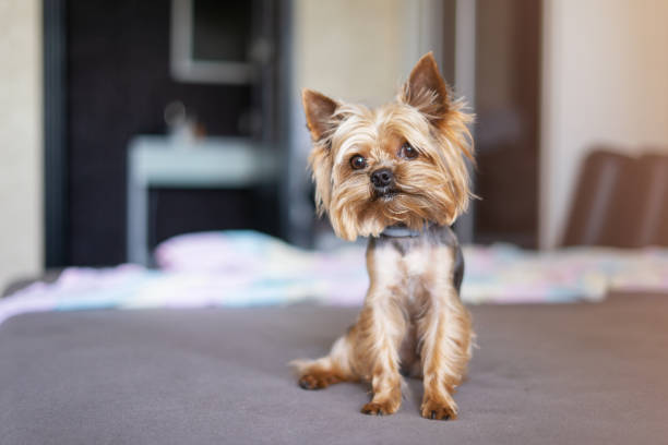 istock Yorkshire terrier dog on the bed 1156531042