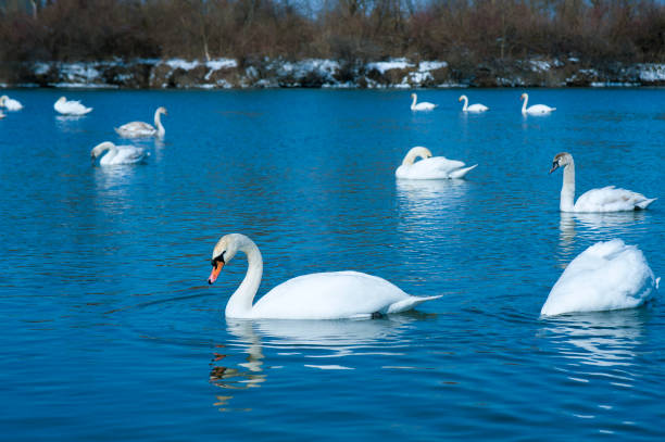 istock Group of beautiful white swans in the blue water. 1156531077