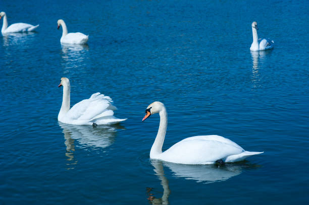 istock Group of beautiful white swans in the blue water. 1156531079
