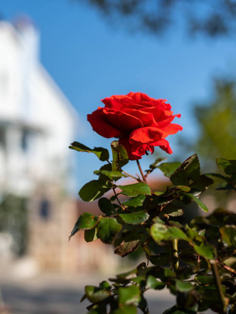 istock A beautiful red rose growing in a park 1156531225