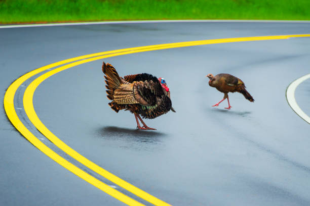 istock Smoky Mountain Traffic Cop 1156531259