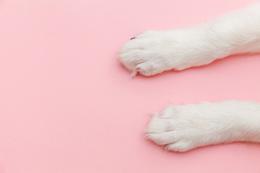 Cachorro perro patas blancas aisladas en rosa pastel fondo de moda photo