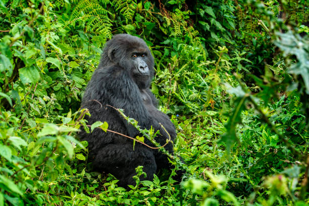 istock Mountain Gorilla (Gorilla beringei beringei) in the jungle, Rwanda 1156531455