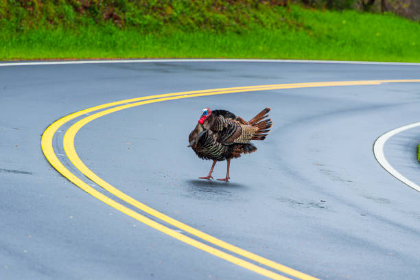 istock Turkey Crossing Tennessee Road With Copy Space 1156531475