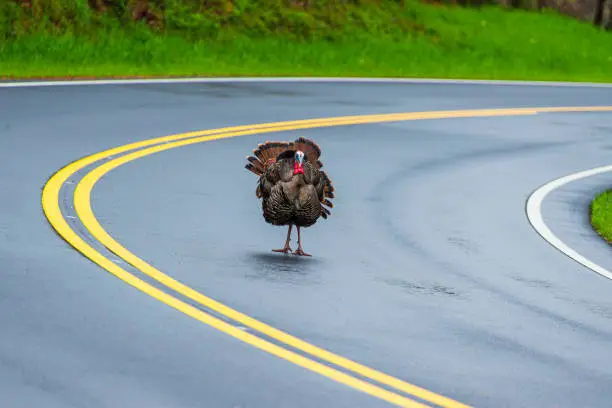 Horizontal shot of a large male turkey standing facing the camera on a Tennessee road with copy space.