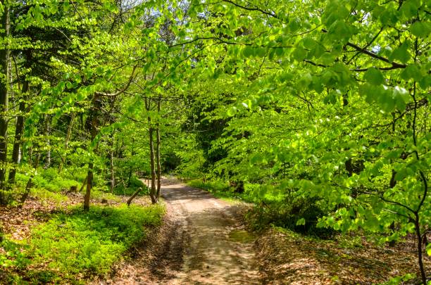 istock Beautiful spring scenery in the mountains. 1156533449